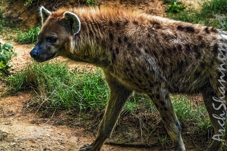 1128-spotted hyena.jpg