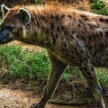 1128-spotted hyena