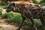 1128-spotted hyena
