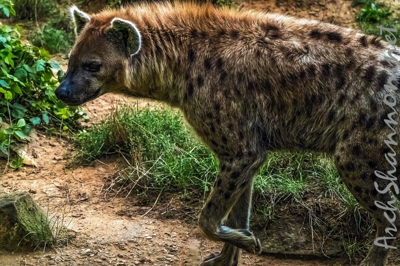 1129-spotted hyena