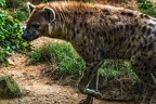 1129-spotted hyena