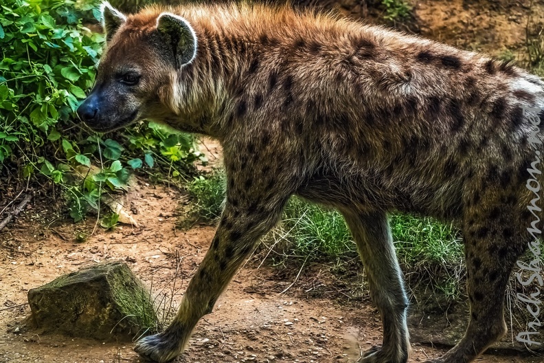 1130-spotted hyena