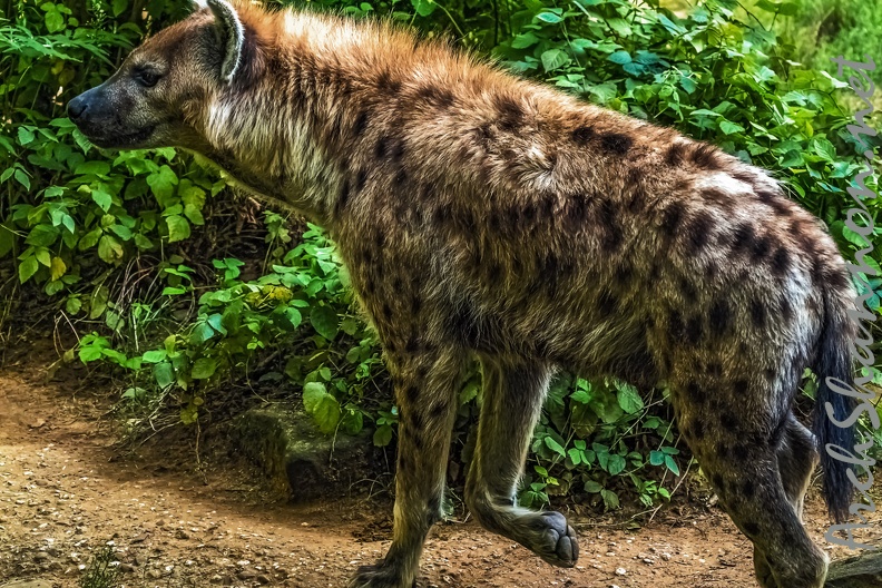 1131-spotted hyena.jpg