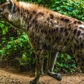 1131-spotted hyena