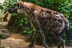 1132-spotted hyena