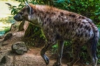 1133-spotted hyena