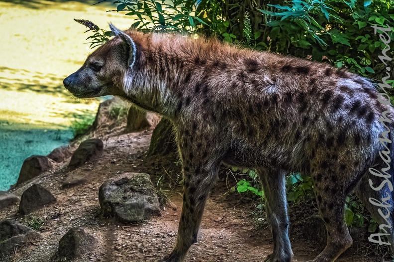 1134-spotted hyena.jpg
