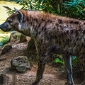 1134-spotted hyena
