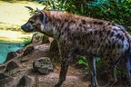 1134-spotted hyena