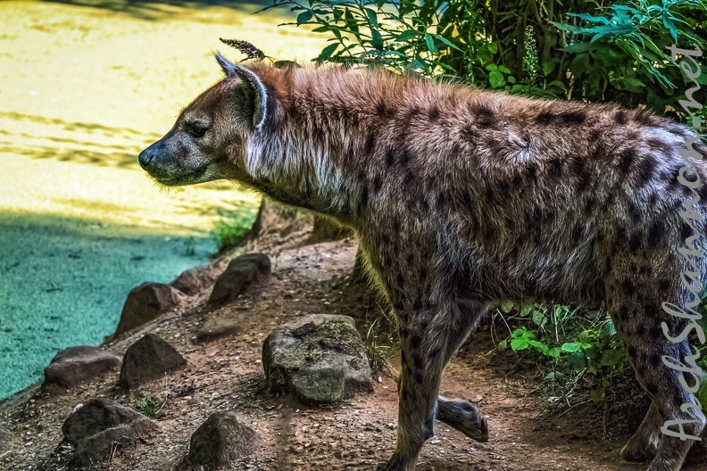 1135-spotted hyena.jpg