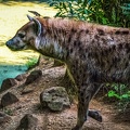 1135-spotted hyena