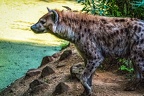 1137-spotted hyena