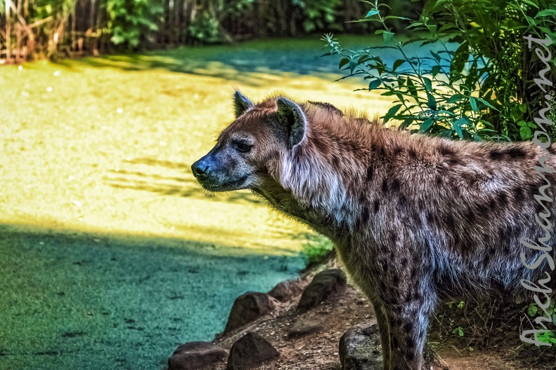 1139-spotted hyena.jpg
