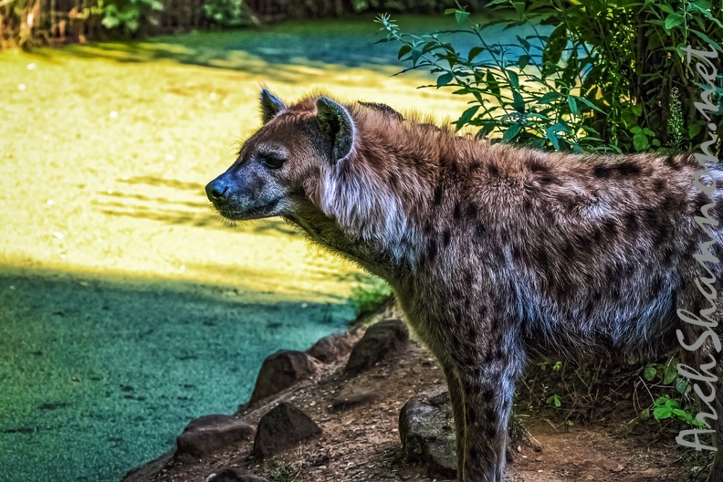 1140-spotted hyena.jpg