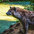 1140-spotted hyena