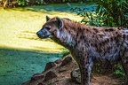 1140-spotted hyena