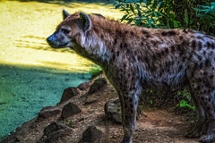1141-spotted hyena