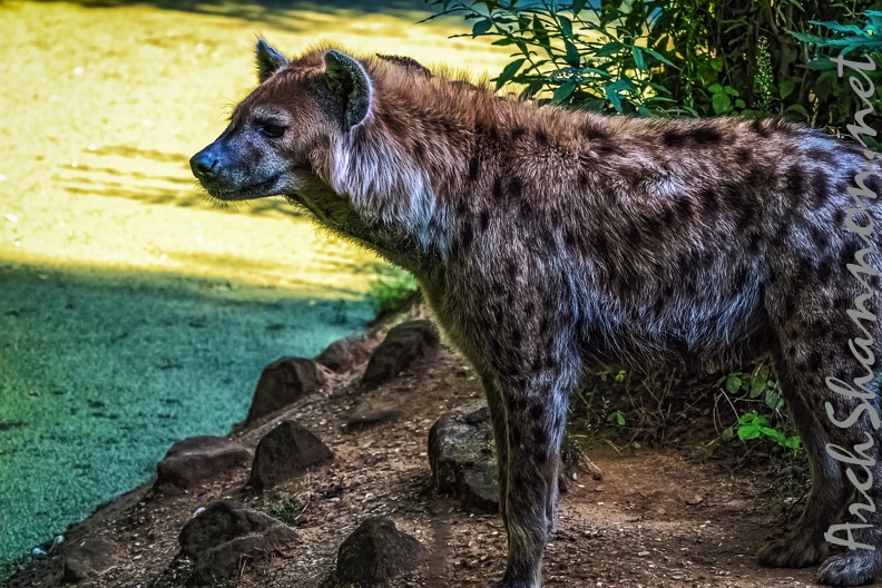 1141-spotted hyena.jpg