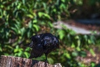 0022-raven crow