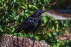 0023-raven crow