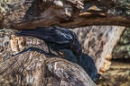 0024-raven crow