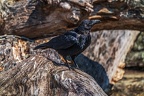 0025-raven crow