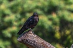 0026-raven crow