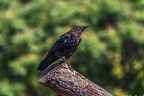 0028-raven crow