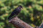 0029-raven crow