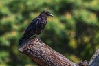 0030-raven crow