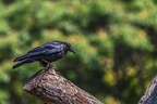 0031-raven crow