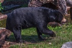 0036-malay bear