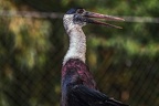 0049-woolneck stork