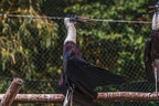 0051-woolneck stork