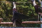 0052-woolneck stork