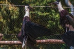 0054-woolneck stork