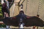 0055-woolneck stork