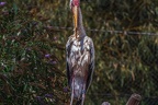 0058-woolneck stork