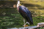 0064-woolneck stork