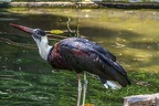 0065-woolneck stork