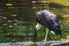 0067-woolneck stork