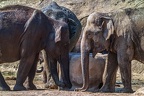 0083-asian elephant