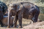 0084-asian elephant