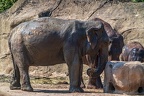 0087-asian elephant
