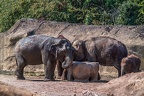 0088-asian elephant