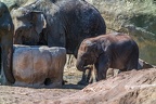 0089-asian elephant