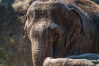 0095-asian elephant