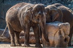 0105-asian elephant