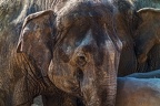 0106-asian elephant