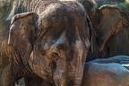 0107-asian elephant